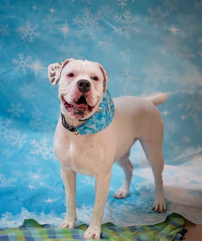 Enlarge Chancellor, a ADOPTABLE Mixed Breed in Plover, WI image 3/6
