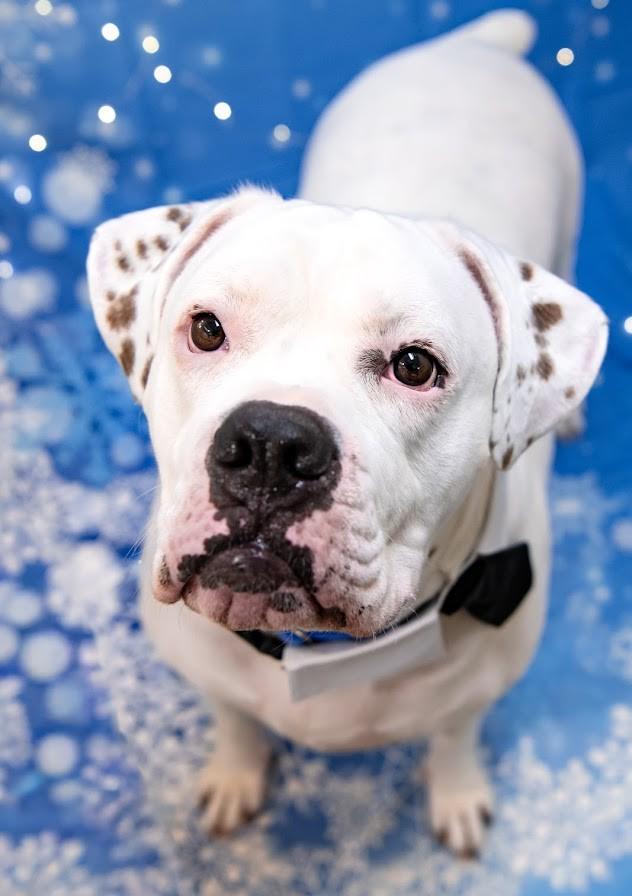 Enlarge Chancellor, a ADOPTABLE Mixed Breed in Plover, WI image 1/6