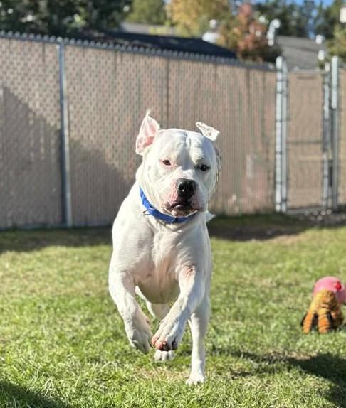 Enlarge Chancellor, a ADOPTABLE Mixed Breed in Plover, WI image 5/6