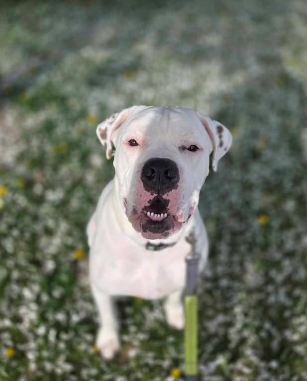 Enlarge Chancellor, a ADOPTABLE Mixed Breed in Plover, WI image 2/6