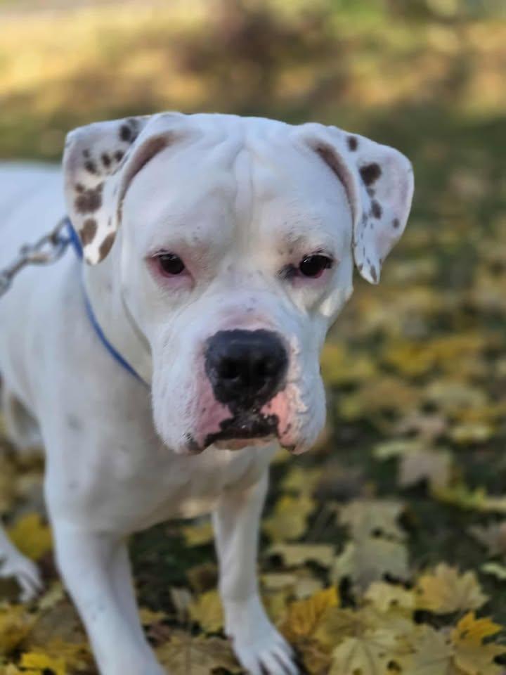 Enlarge Chancellor, a ADOPTABLE Mixed Breed in Plover, WI image 4/6