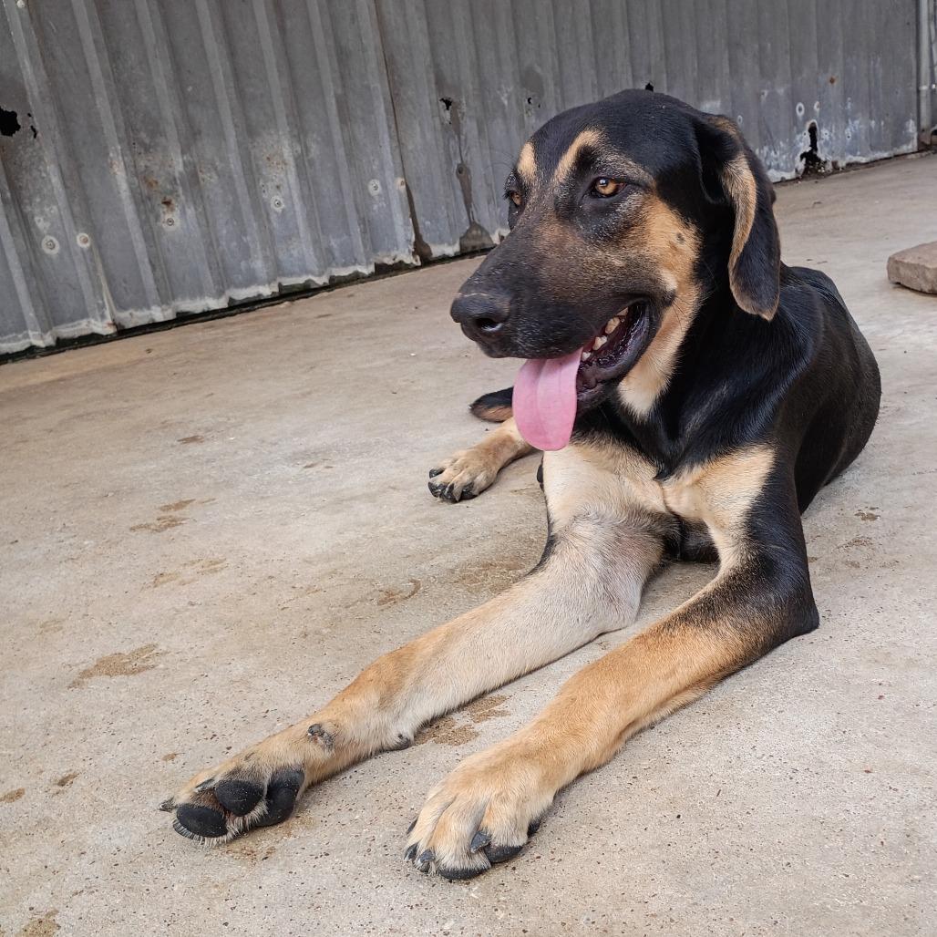 Sam Bass, Adoptable, Young Male Cane Corso & Labrador Retriever.