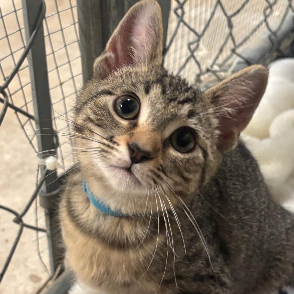 Robin 100C25, Adoptable, Kitten Male Domestic Short Hair & Domestic Short Hair.