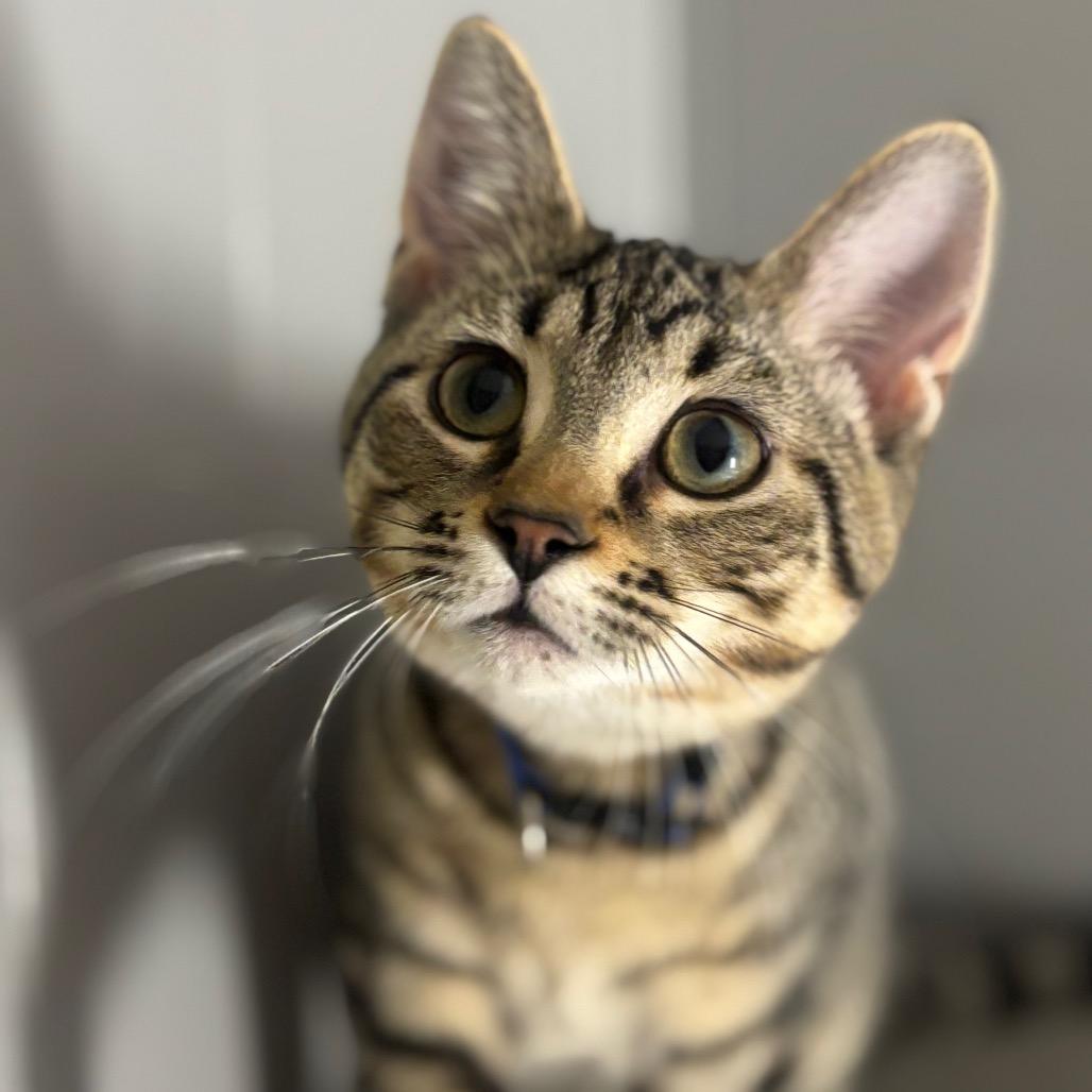 Enlarge Robin 100C25, a Adoptable mixed breed in Napoleon, OH image 2/6