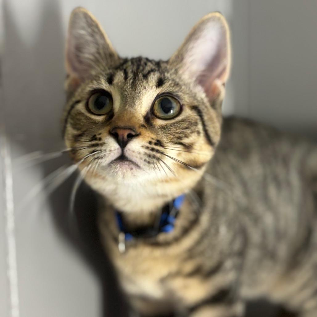 Enlarge Robin 100C25, a Adoptable mixed breed in Napoleon, OH image 3/6