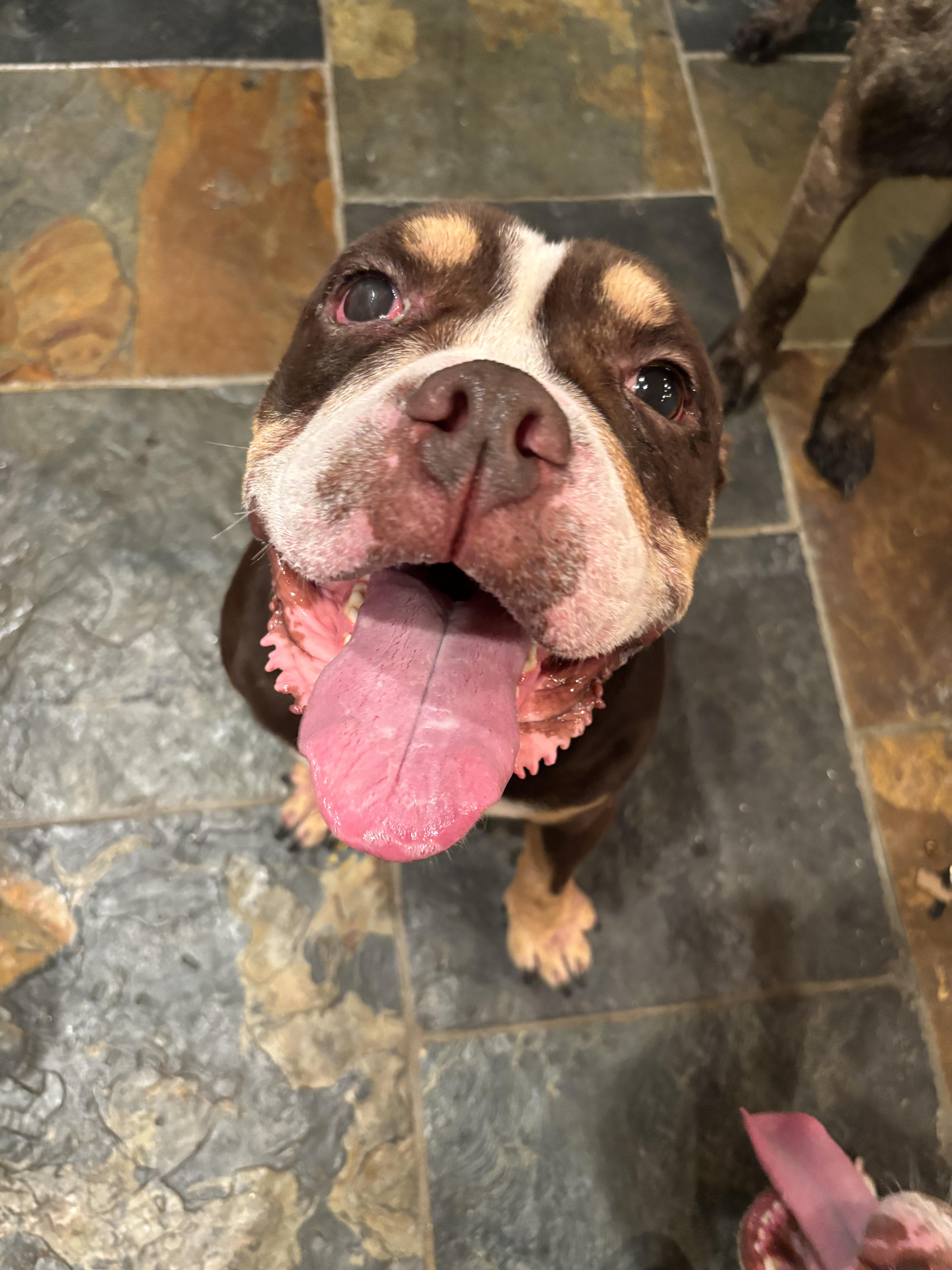 Enlarge Moose, a Adoptable mixed breed in Evans City, PA image 3/6