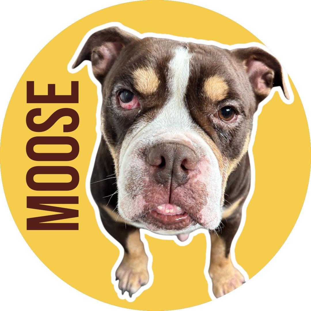 Enlarge Moose, a Adoptable mixed breed in Evans City, PA image 1/6