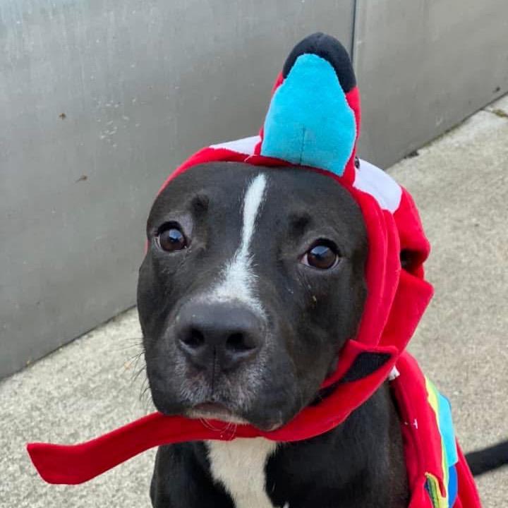 Nelly, a Adoptable Pit Bull Terrier in Chicago, IL image 1/6