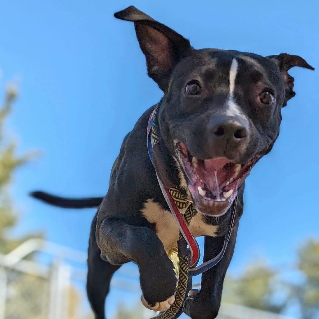 Enlarge Nelly, a Adoptable Pit Bull Terrier in Chicago, IL image 1/4