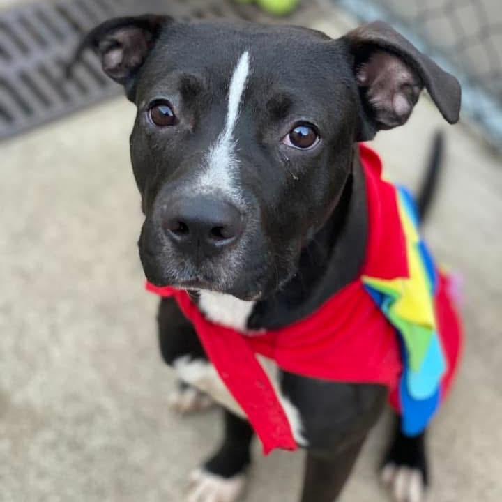 Enlarge Nelly, a Adoptable Pit Bull Terrier in Chicago, IL image 3/4