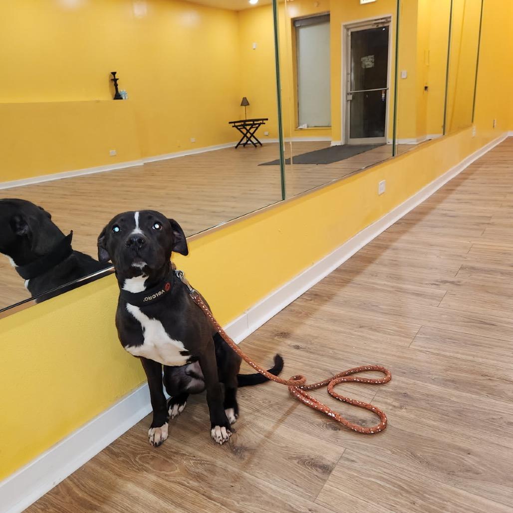 Nelly, a Adoptable Pit Bull Terrier in Chicago, IL image 3/6