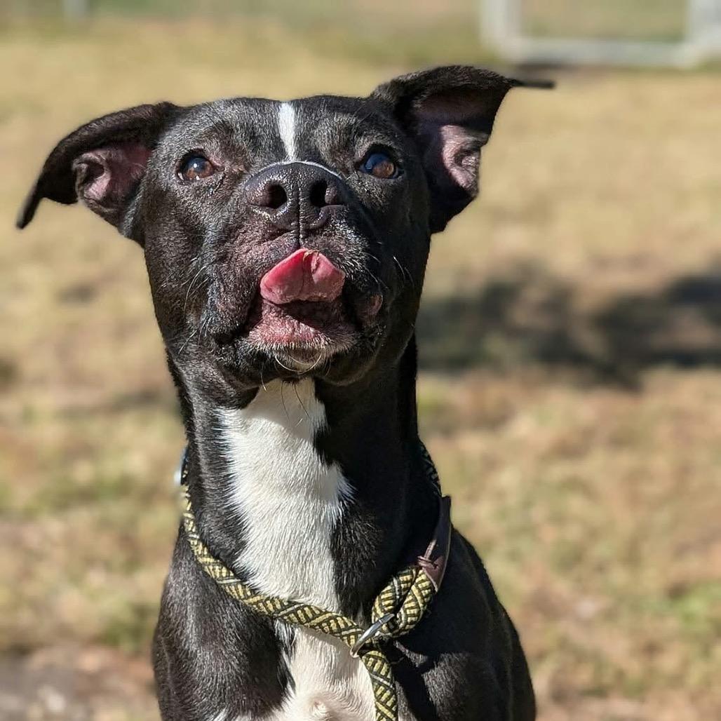 Enlarge Nelly, a Adoptable Pit Bull Terrier in Chicago, IL image 4/4