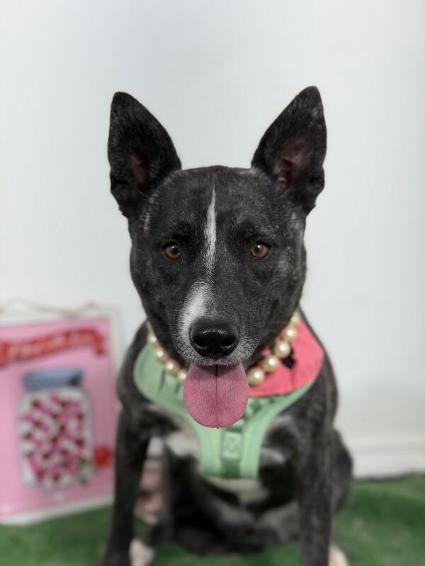 Enlarge Charlotte-One of our Amazing Rescue Dogs, a Adoptable mixed breed in Sparks, NV image 1/1