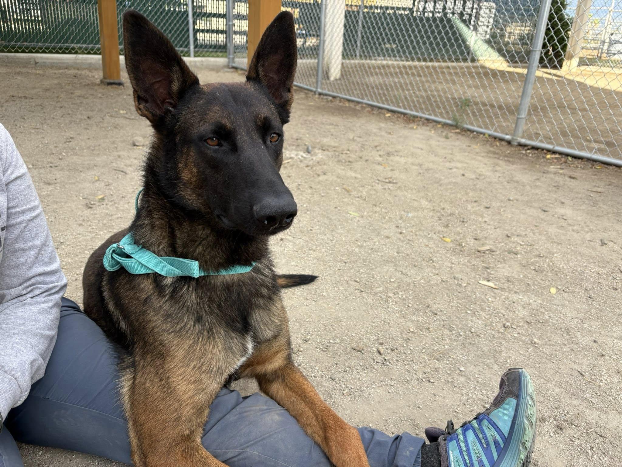 Qazi, Adoptable, Adult Male Belgian Shepherd / Malinois.