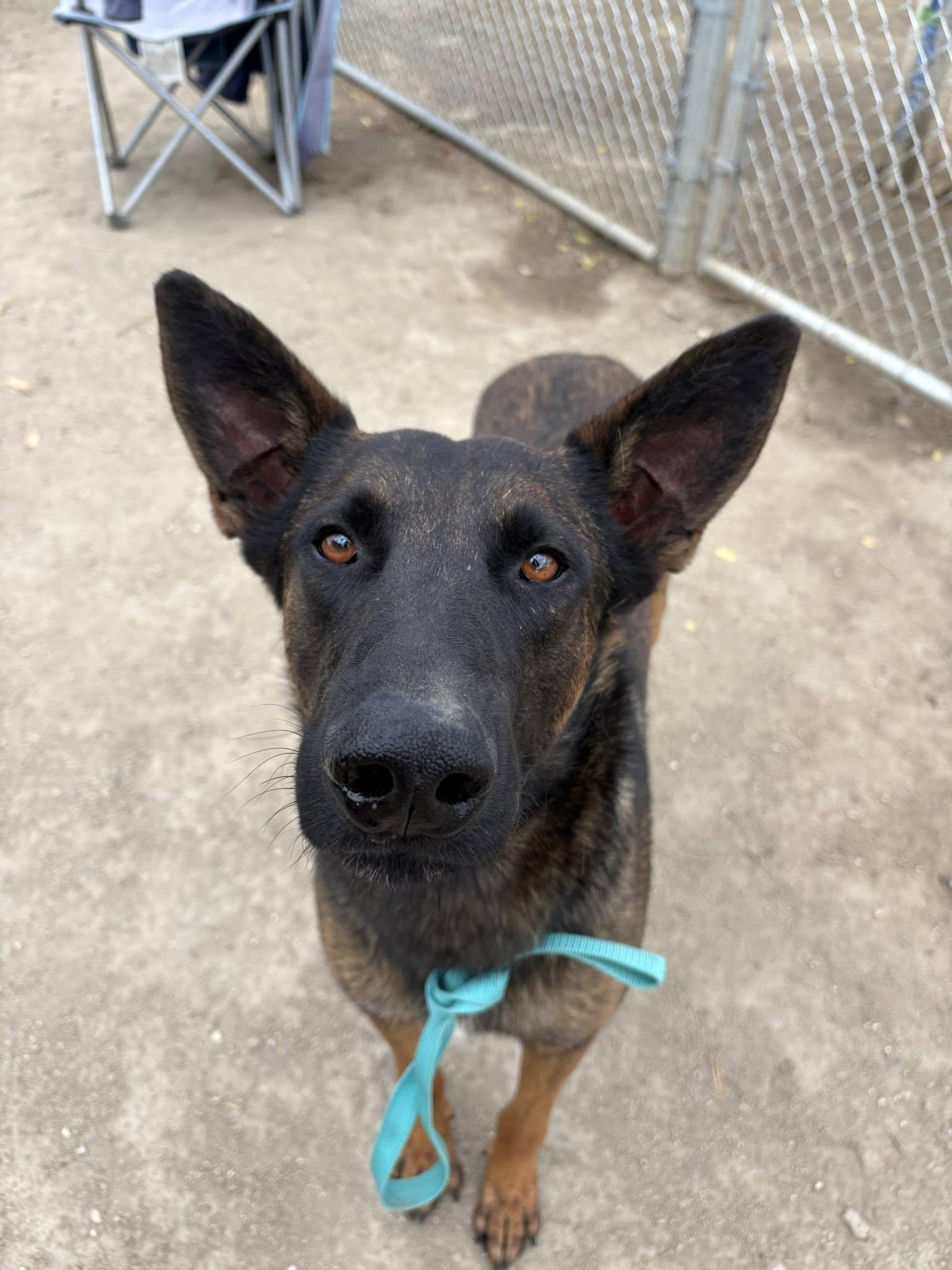Qazi, a Adoptable Belgian Shepherd / Malinois in Vancouver, WA image 2/6