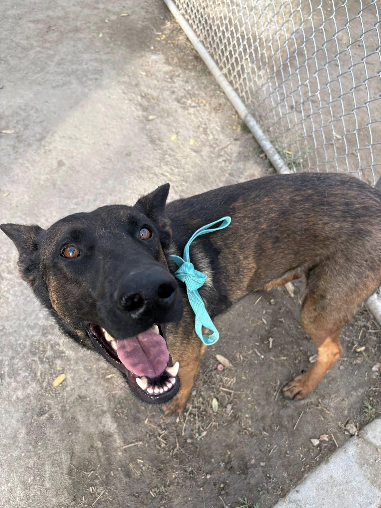 Qazi, a Adoptable Belgian Shepherd / Malinois in Vancouver, WA image 3/6