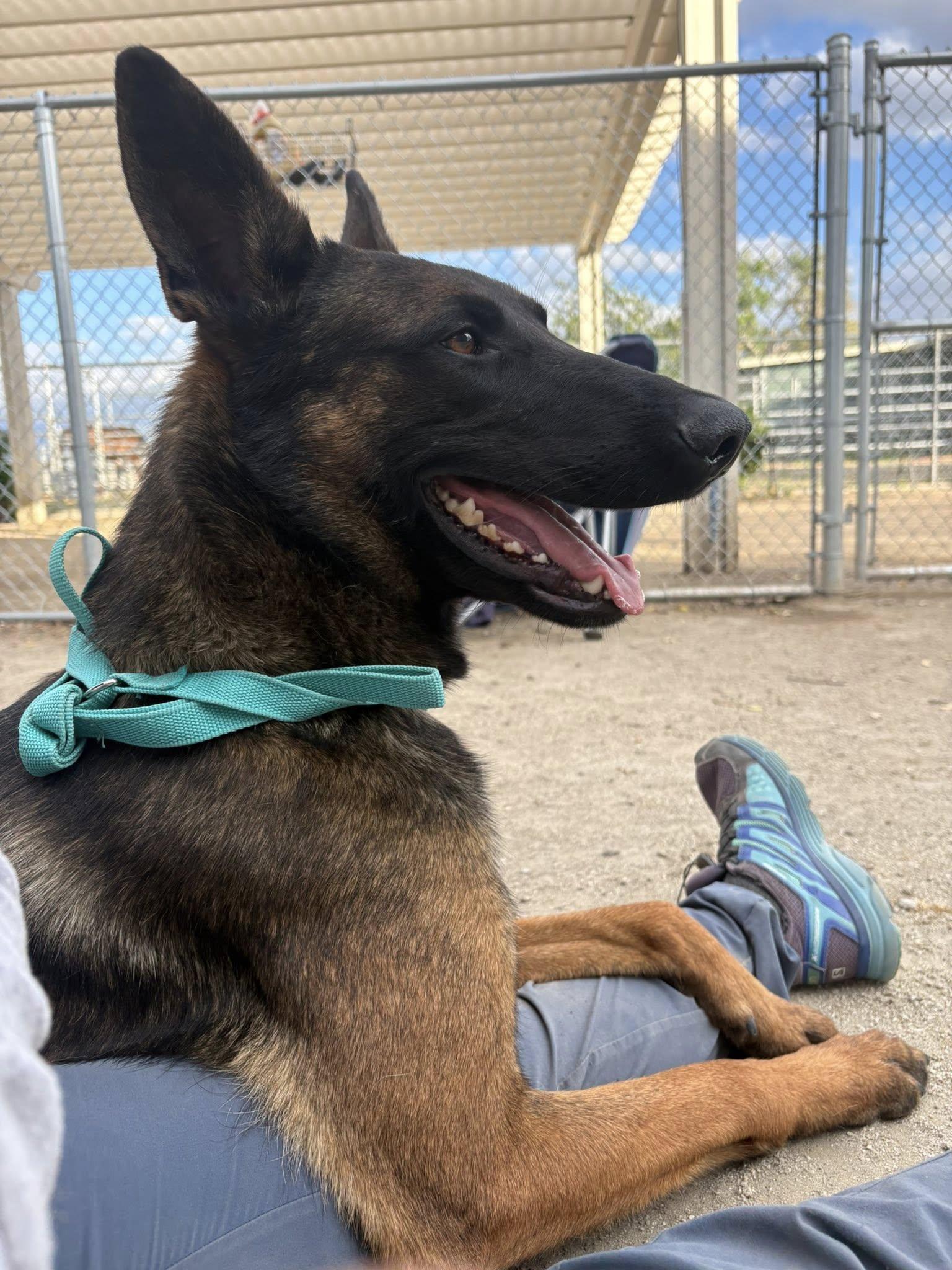 Qazi, a Adoptable Belgian Shepherd / Malinois in Vancouver, WA image 4/6