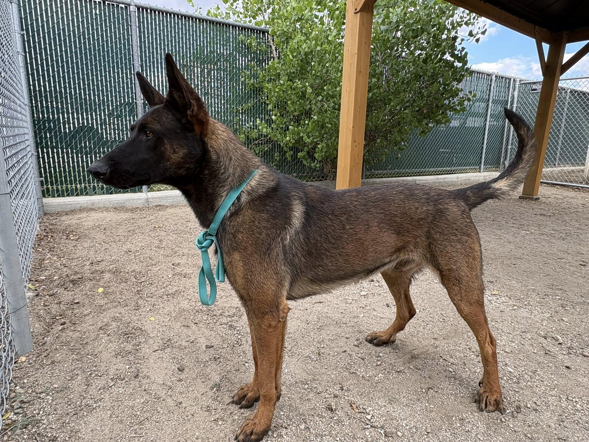Qazi, a Adoptable Belgian Shepherd / Malinois in Vancouver, WA image 5/6