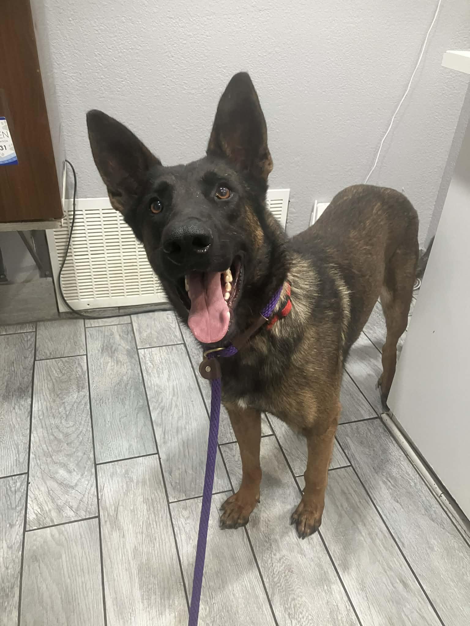 Qazi, a Adoptable Belgian Shepherd / Malinois in Vancouver, WA image 6/6