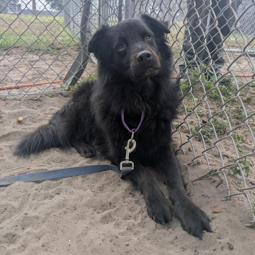Shadow, Adoptable, Adult Male Australian Shepherd & Mixed Breed.