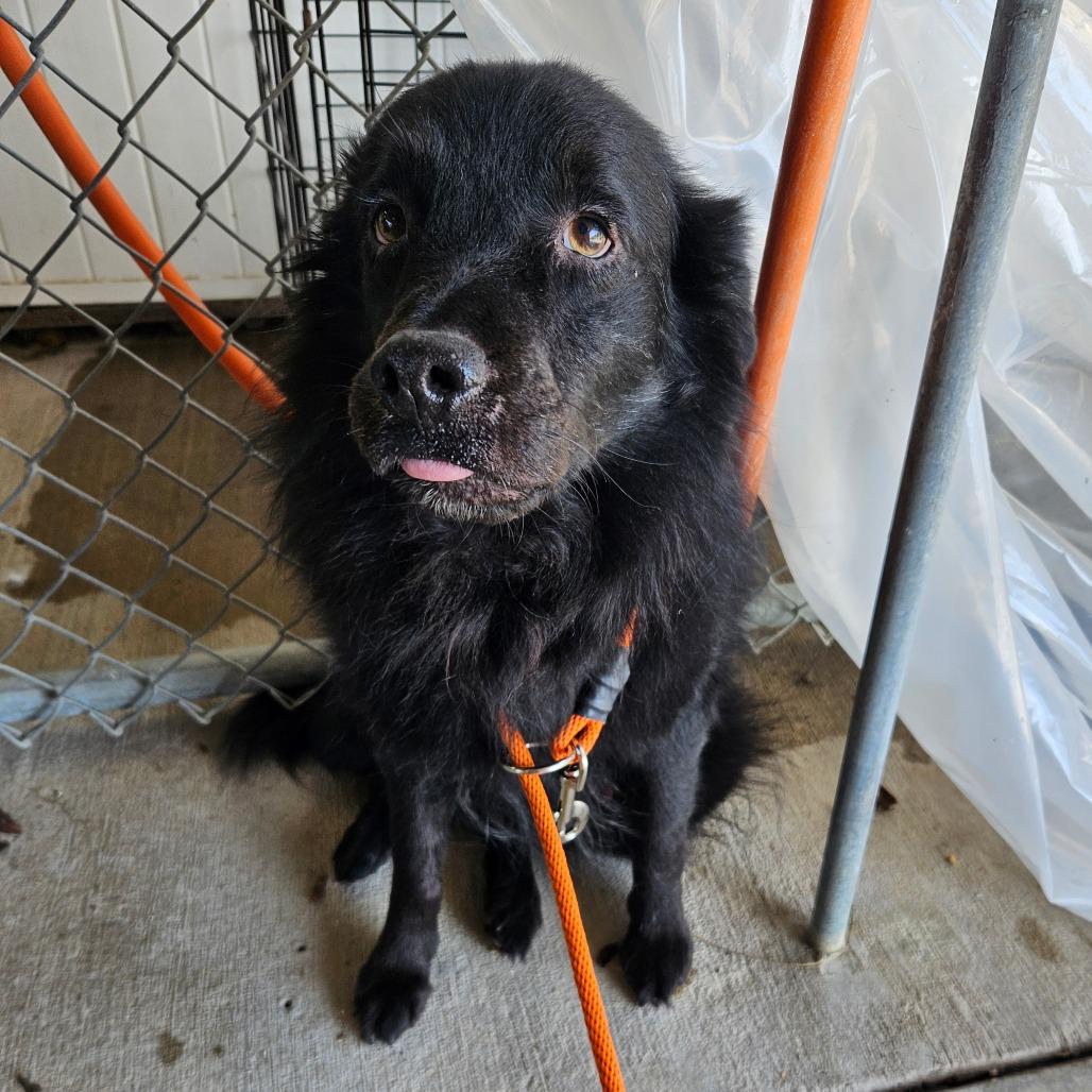 Shadow, a Adoptable mixed breed in Lake Panasoffkee, FL image 2/6