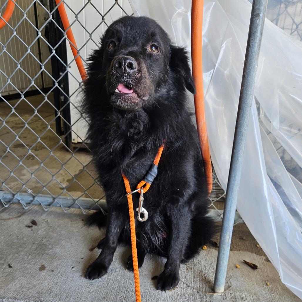 Shadow, a Adoptable mixed breed in Lake Panasoffkee, FL image 3/6