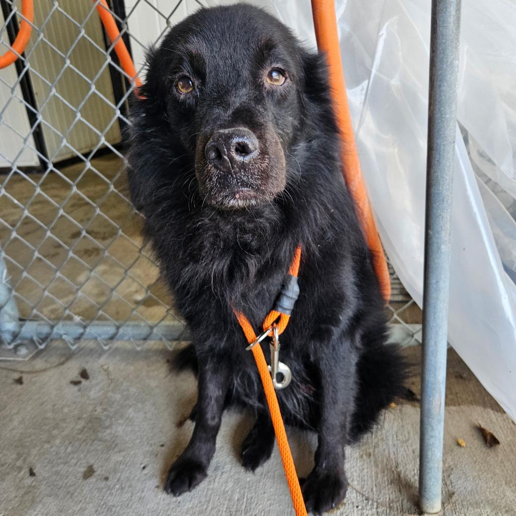 Shadow, a Adoptable mixed breed in Lake Panasoffkee, FL image 4/6