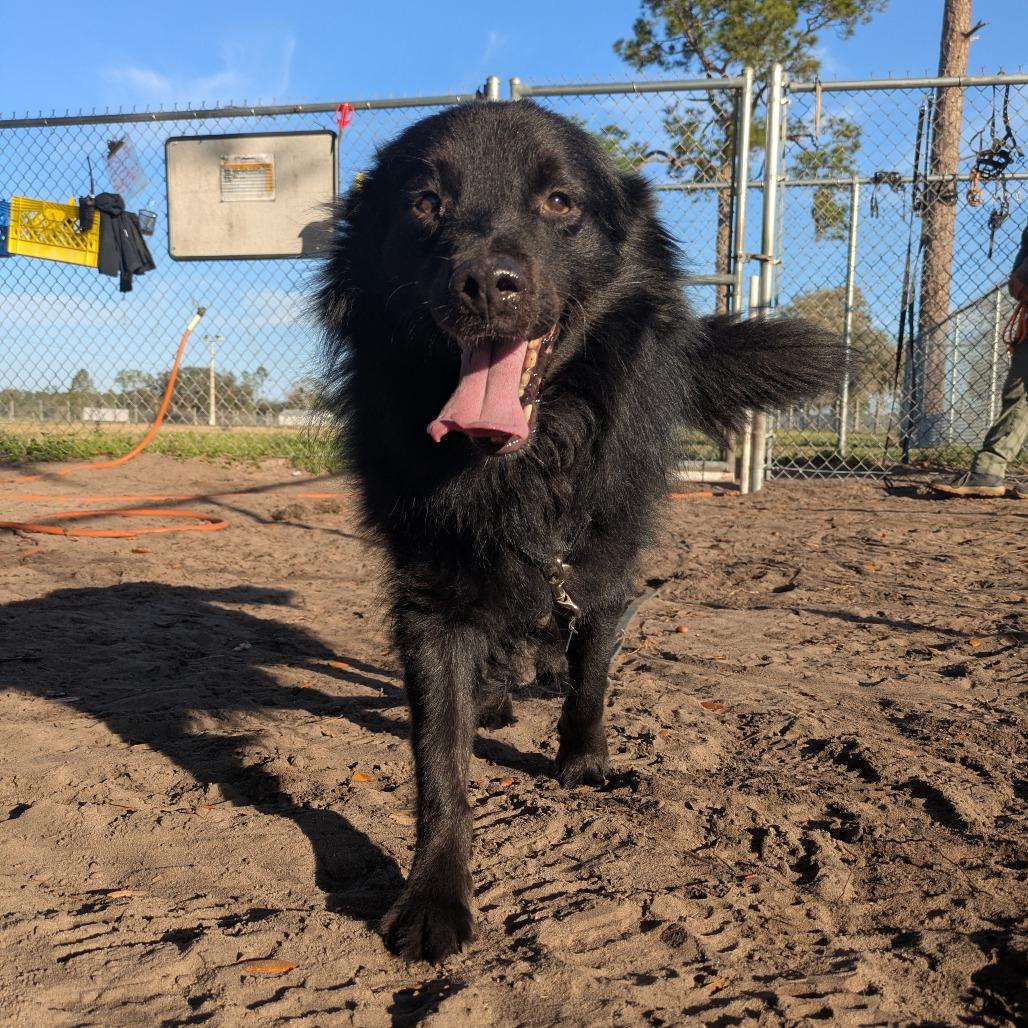 Shadow, a Adoptable mixed breed in Lake Panasoffkee, FL image 5/6