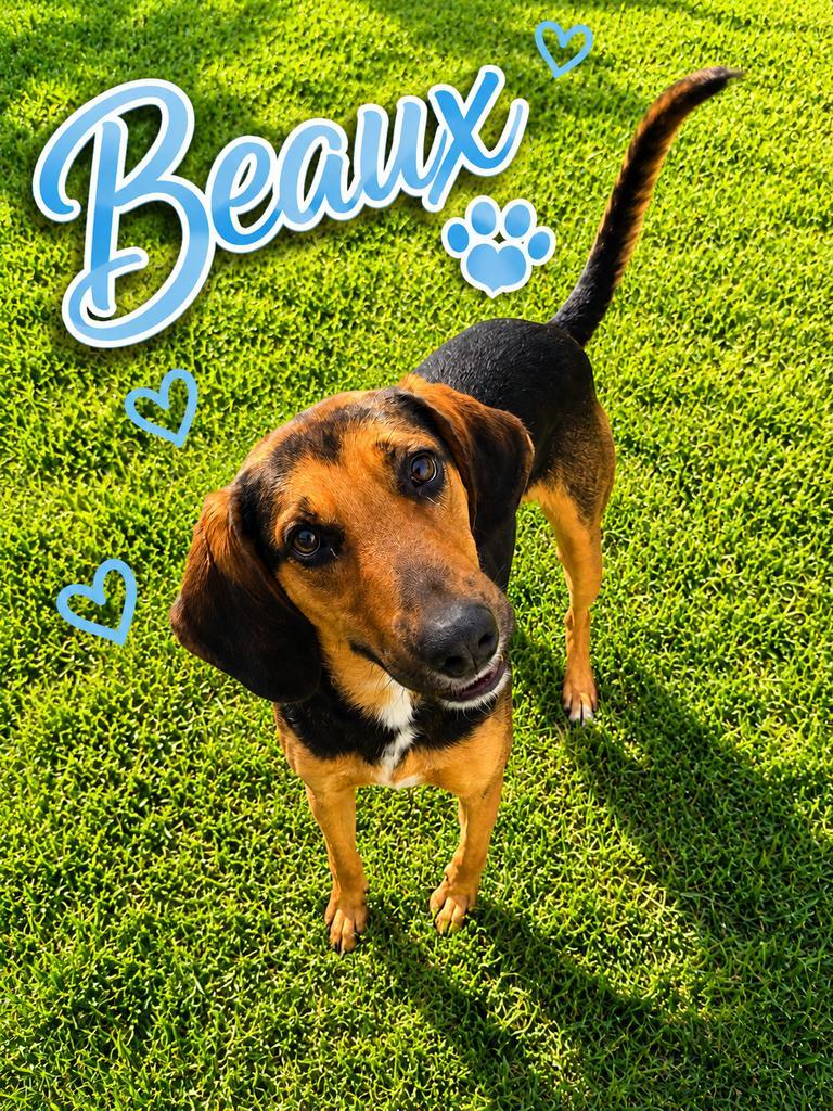 Beaux, Adoptable, Young Male Black and Tan Coonhound & Affenpinscher.