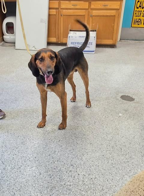 Beaux, a Adoptable mixed breed in Livingston, LA image 2/2