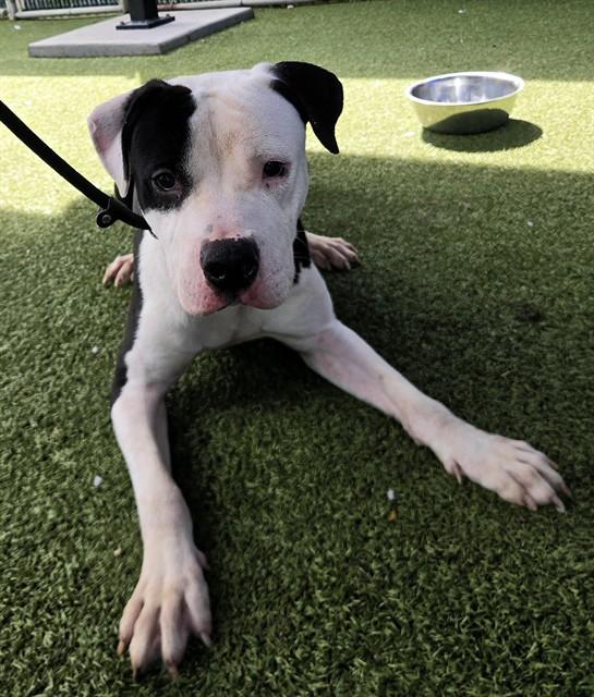 ANTONELLI, Adoptable, Young Male American Bulldog & Mixed Breed.