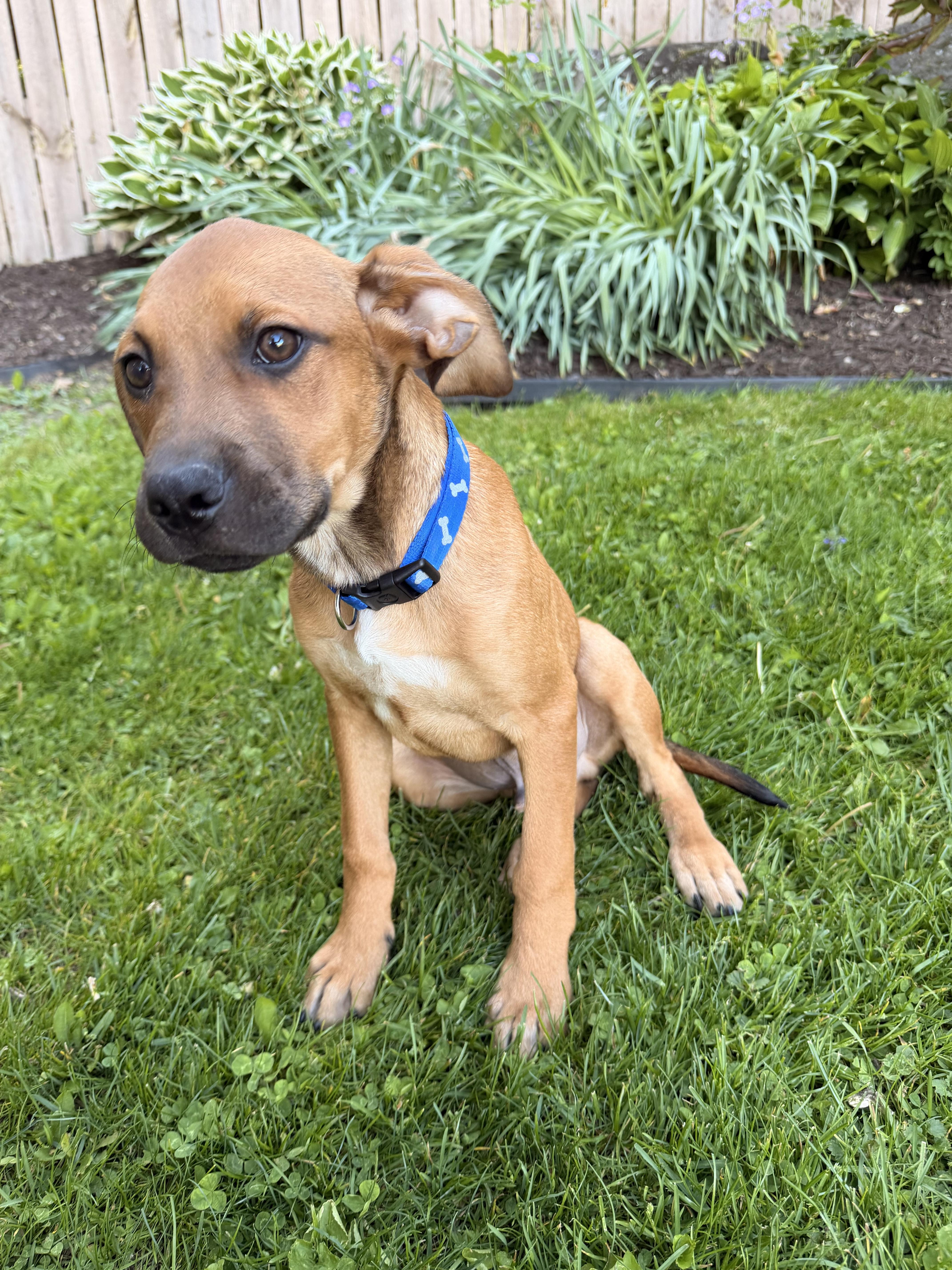Levi, ADOPTABLE, Puppy Male Labrador Retriever.