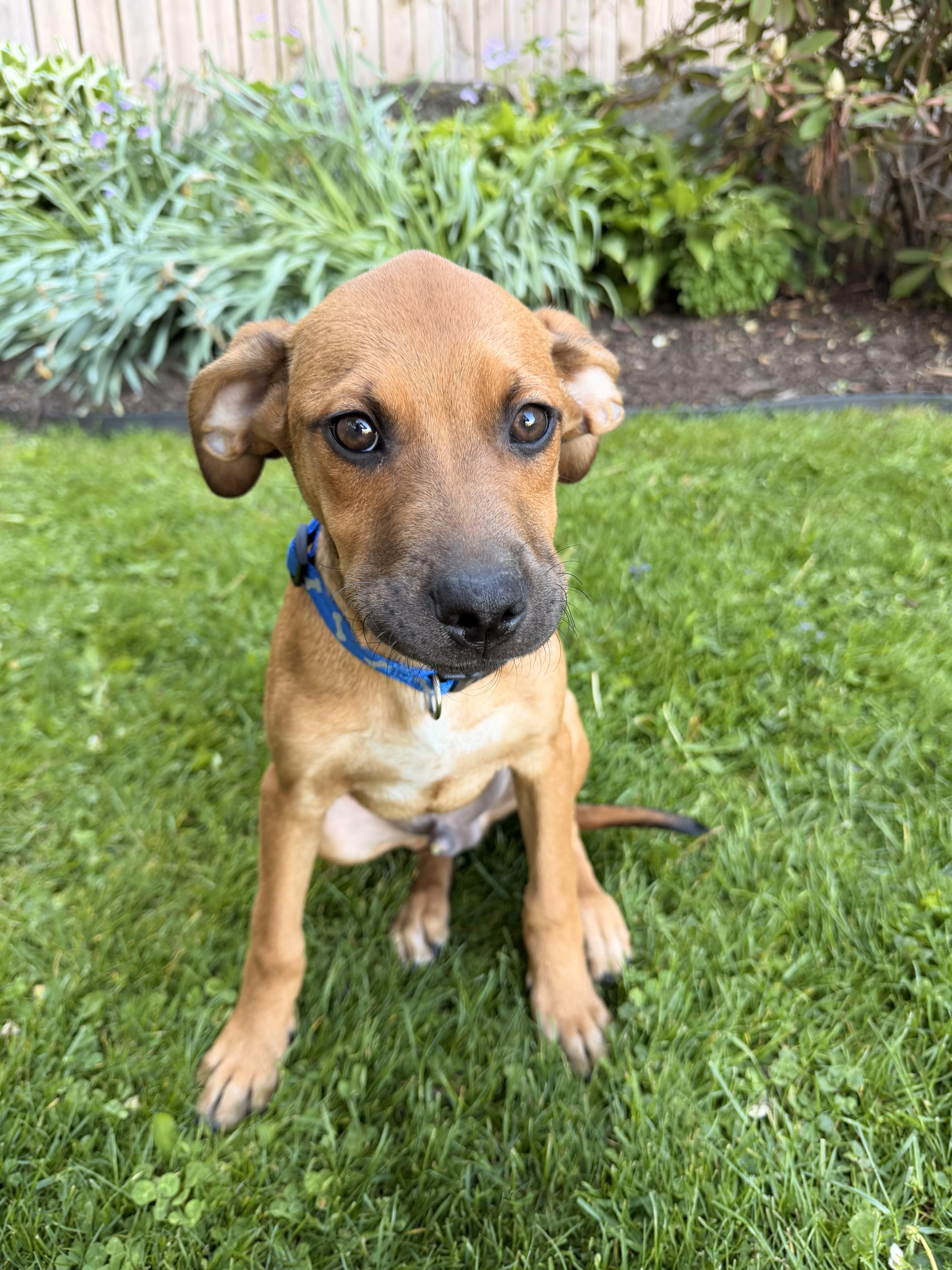 Enlarge Levi, a ADOPTABLE mixed breed in North Freedom, WI image 3/4