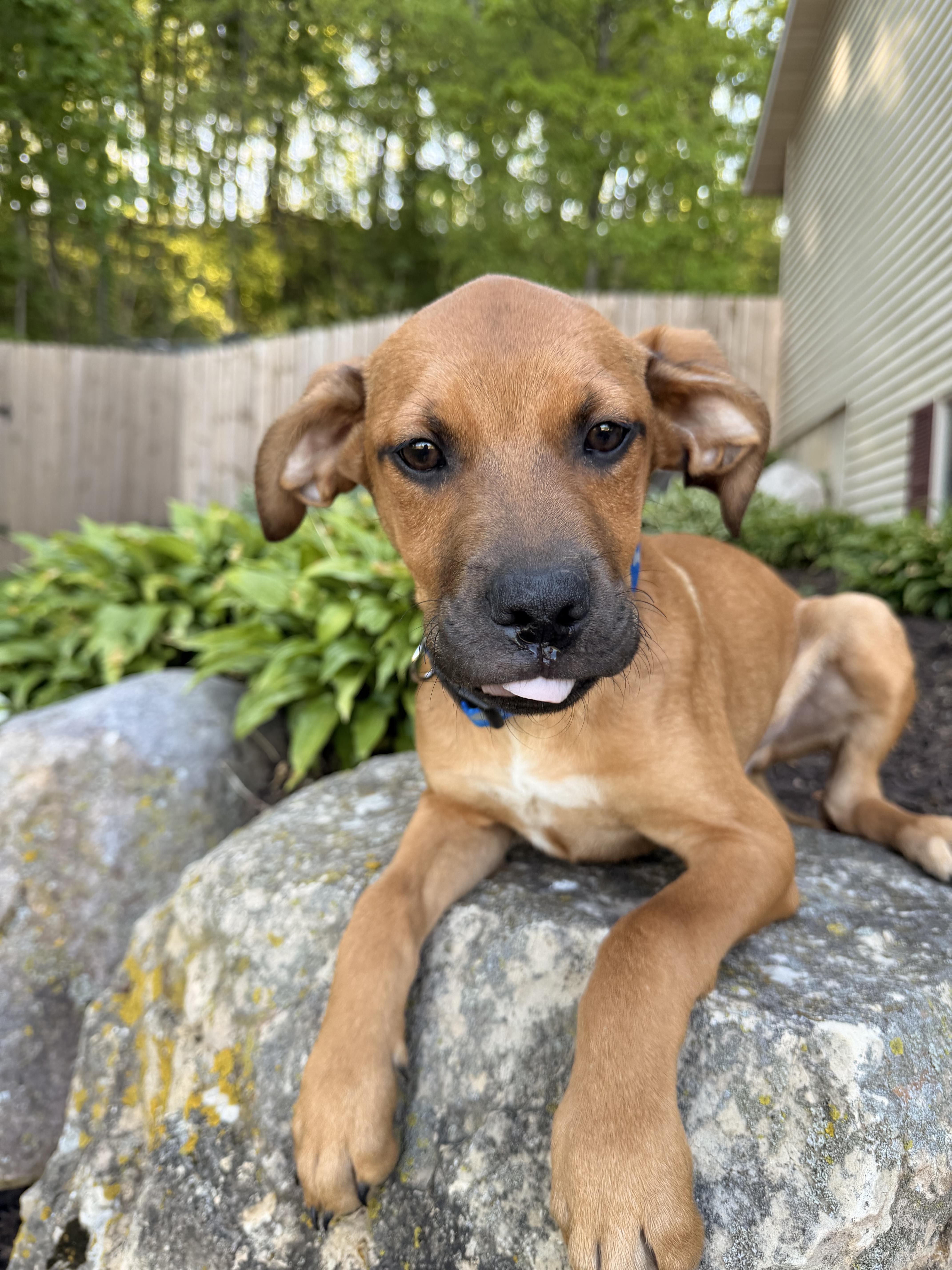 Enlarge Levi, a ADOPTABLE mixed breed in North Freedom, WI image 2/4