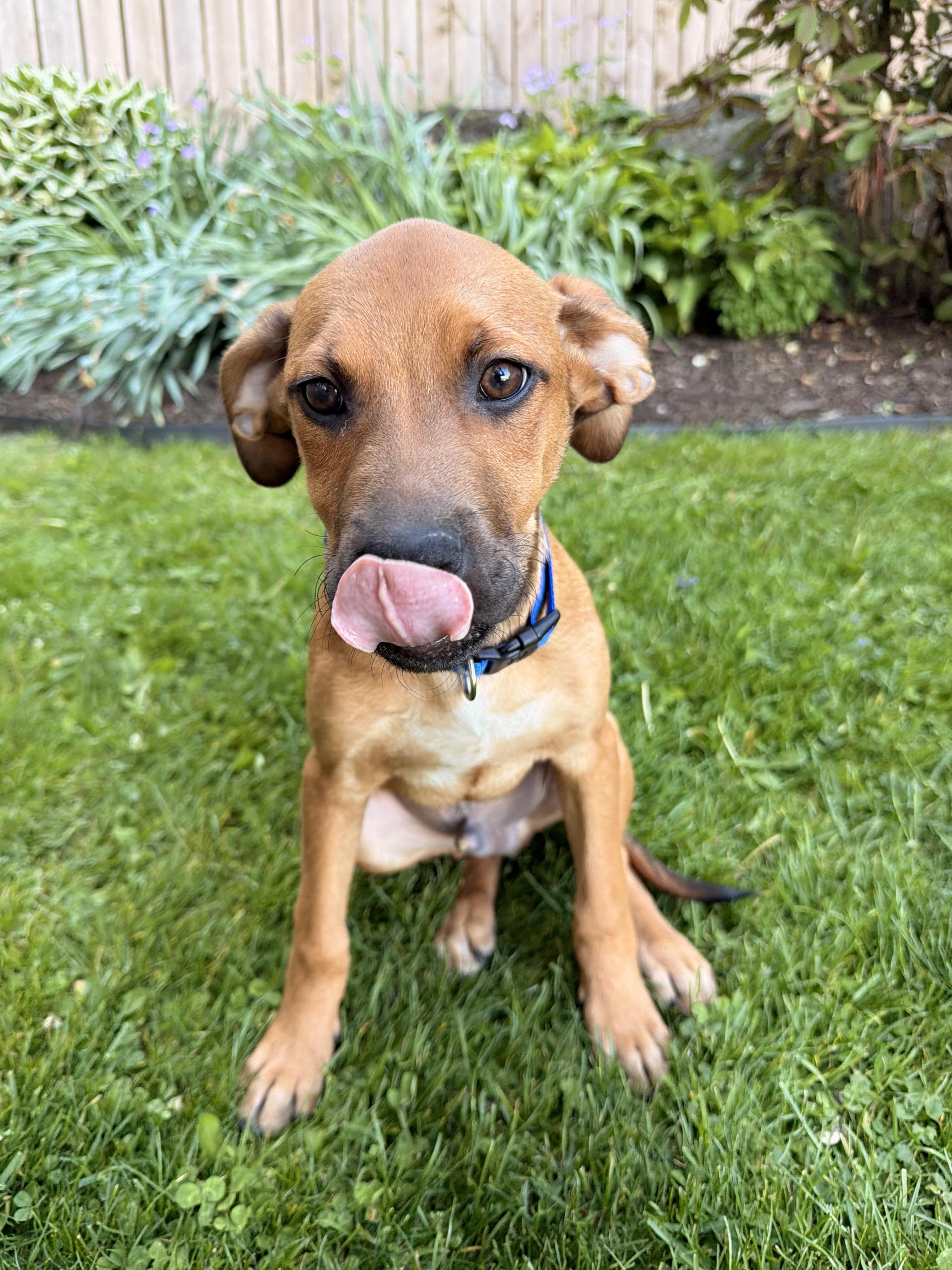 Enlarge Levi, a ADOPTABLE mixed breed in North Freedom, WI image 4/4