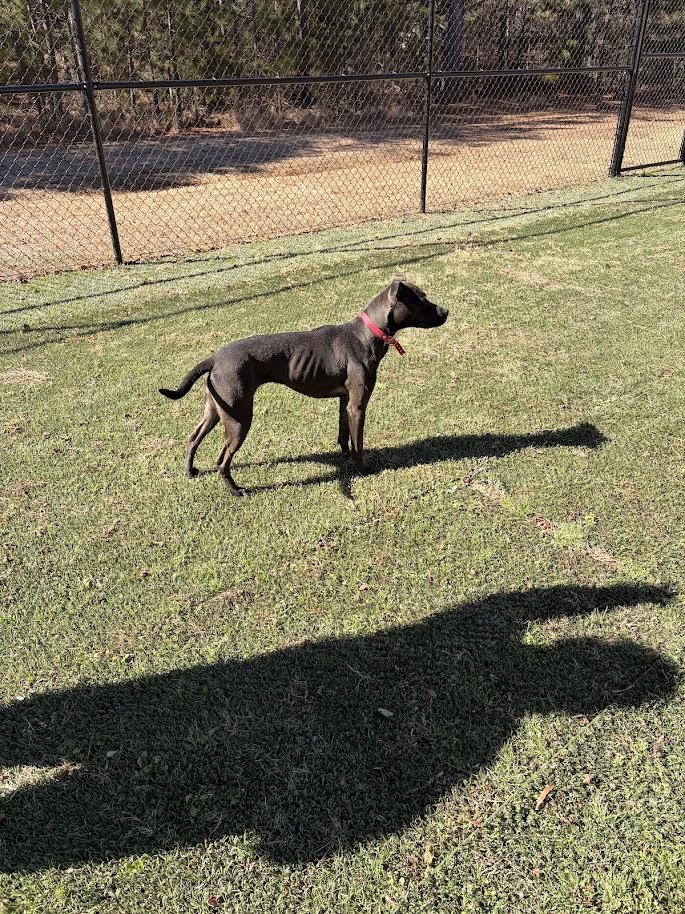 Enlarge Lizzie (ADOPTION FEE SPONSORED), a Adoptable mixed breed in Concord, NC image 3/6