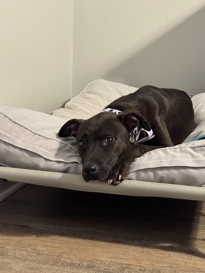 Enlarge Lizzie (ADOPTION FEE SPONSORED), a Adoptable mixed breed in Concord, NC image 2/6