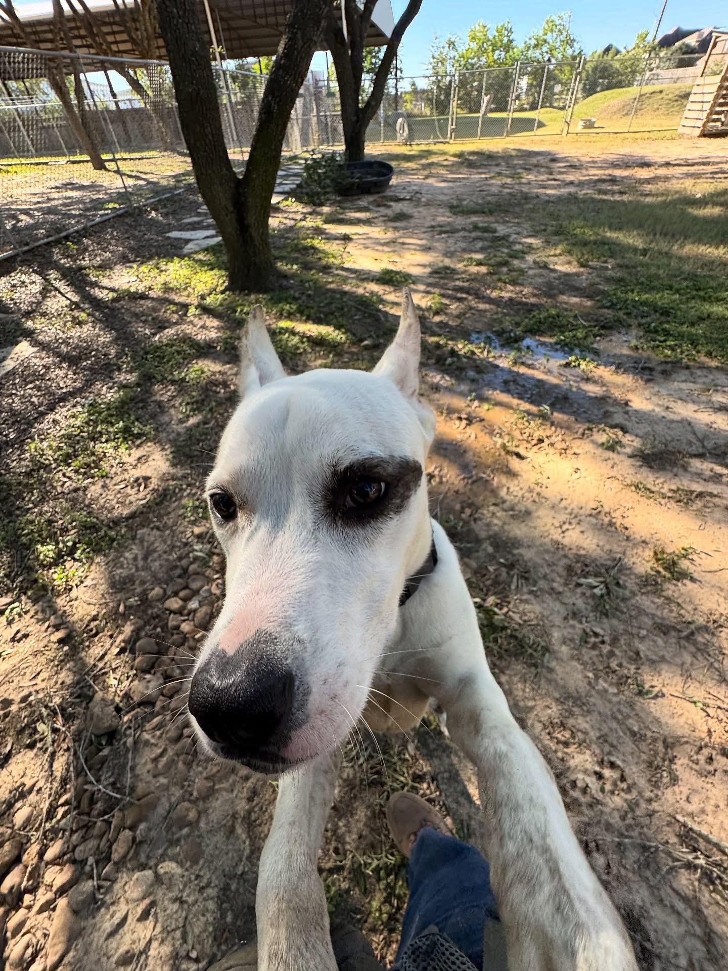 DIESEL (WA), a Adoptable mixed breed in Spokane, WA image 4/6