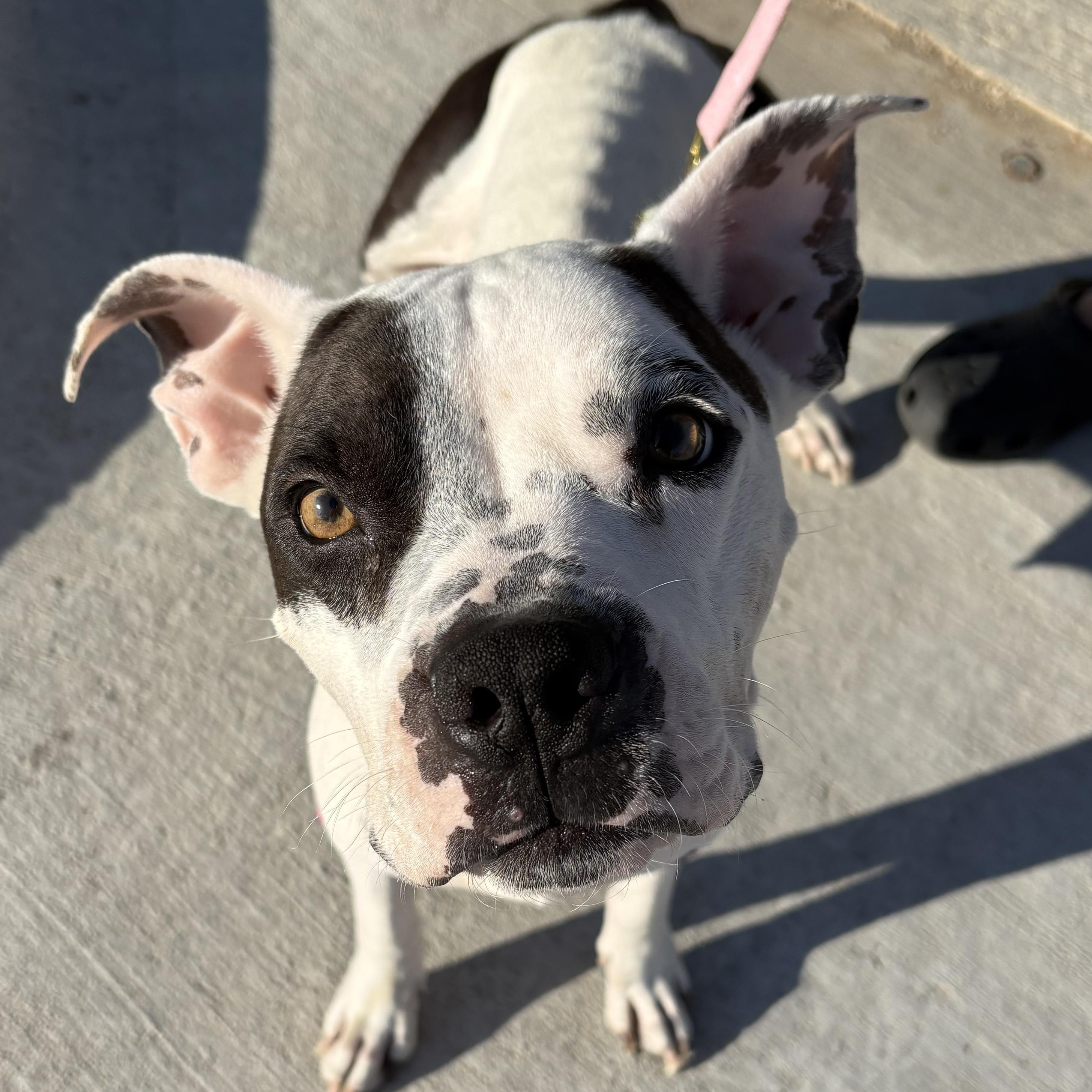 Enlarge Penelope, a Adoptable mixed breed in Carrollton, TX image 1/6