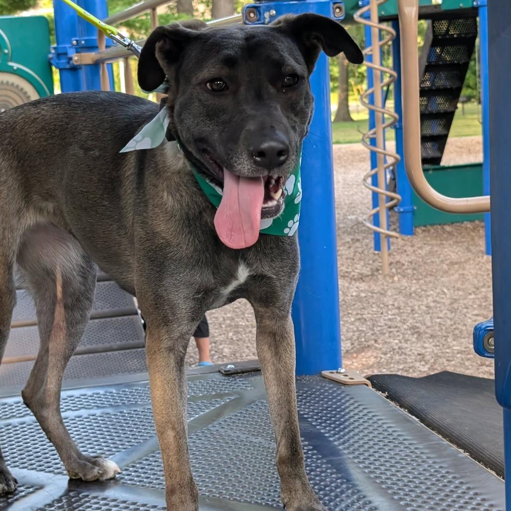 Waffles, Adoptable, Adult Female Pit Bull Terrier & Mixed Breed.