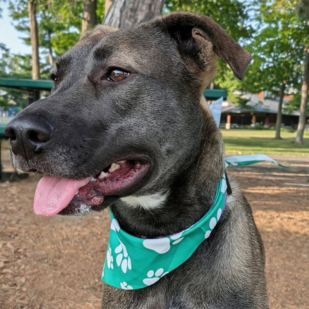 Enlarge Waffles, a Adoptable mixed breed in Alma, WI image 2/6