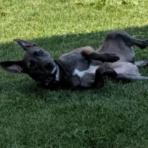 Waffles, a Adoptable mixed breed in Alma, WI image 2/6