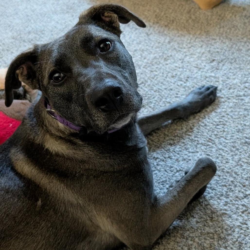 Waffles, Adoptable, Adult Female Pit Bull Terrier & Mixed Breed.