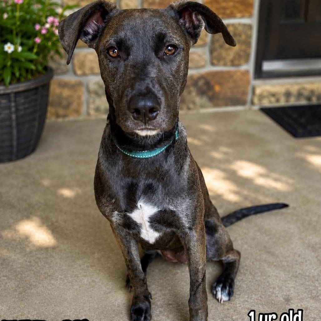 Waffles, a Adoptable mixed breed in Alma, WI image 2/3