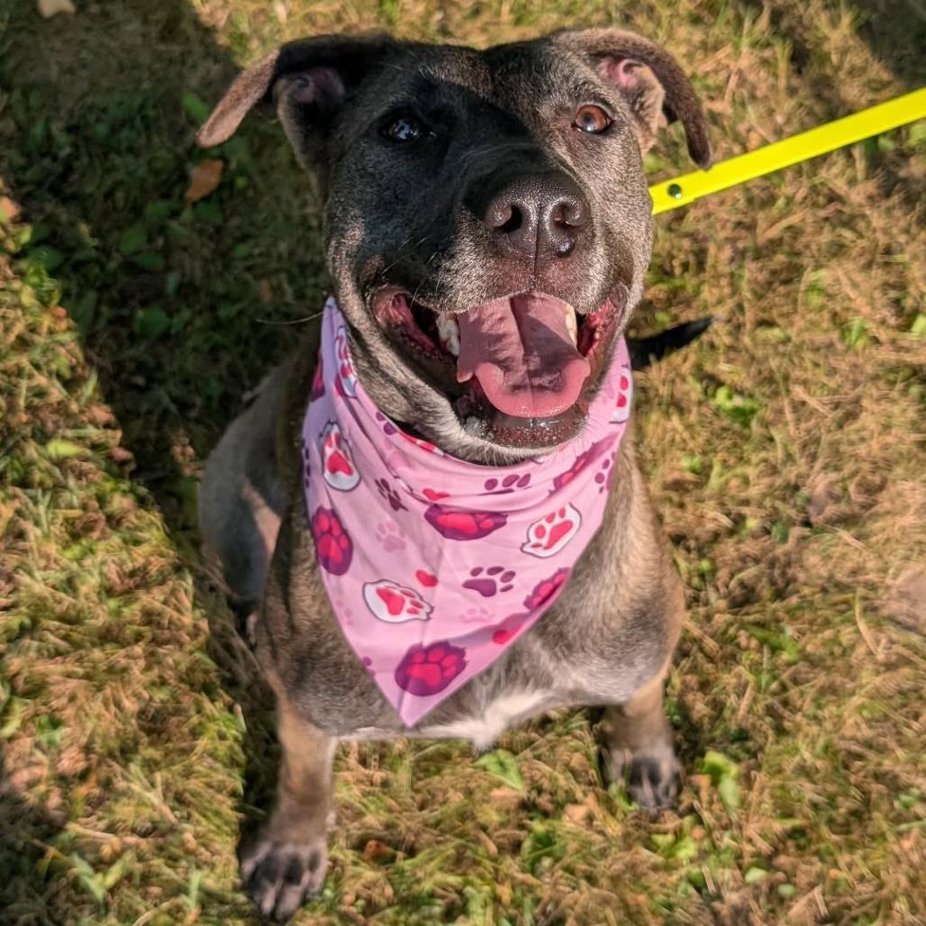 Waffles, a Adoptable mixed breed in Alma, WI image 5/6