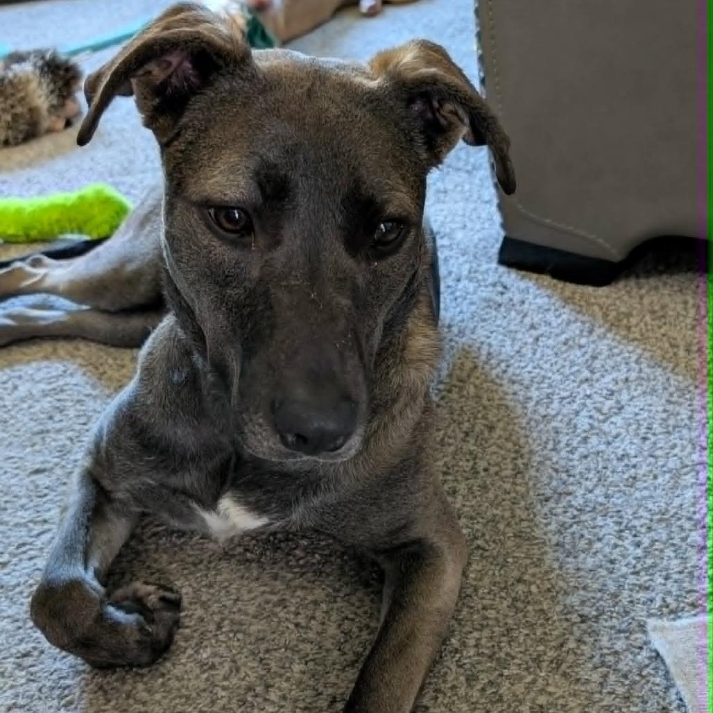 Waffles, a Adoptable mixed breed in Alma, WI image 3/3