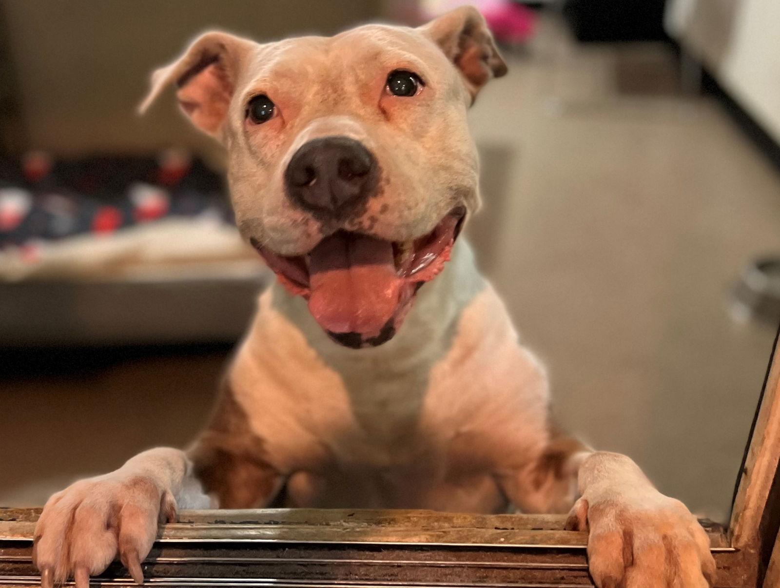 Enlarge Catniss *FH*, a Adoptable Terrier in Sanford, FL image 1/3