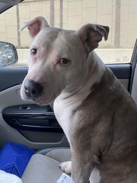 Enlarge Catniss *FH*, a Adoptable Terrier in Sanford, FL image 2/3