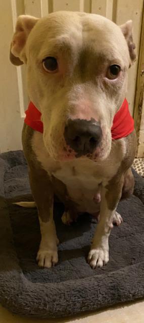 Enlarge Catniss *FH*, a Adoptable Terrier in Sanford, FL image 3/3