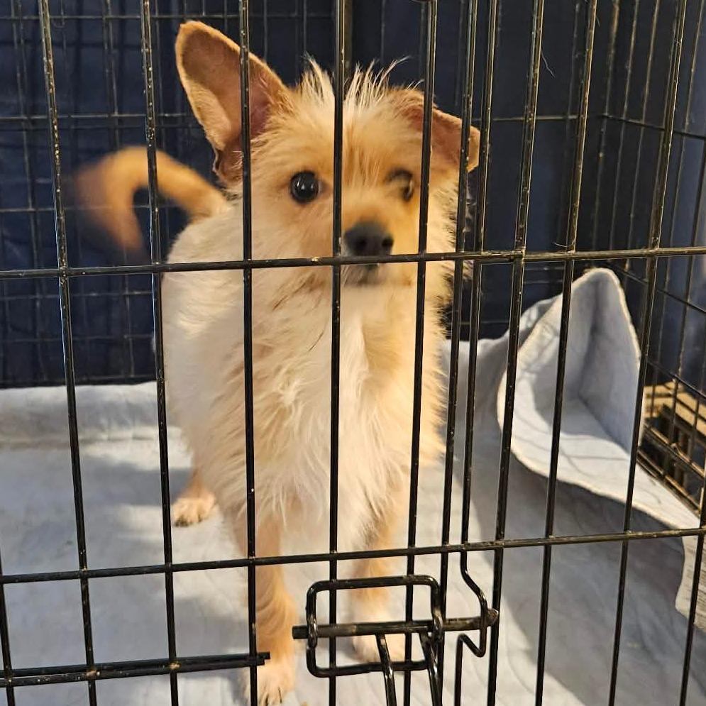 Enlarge BLONDIE, a Adoptable Yorkshire Terrier in Loves Park, IL image 1/1